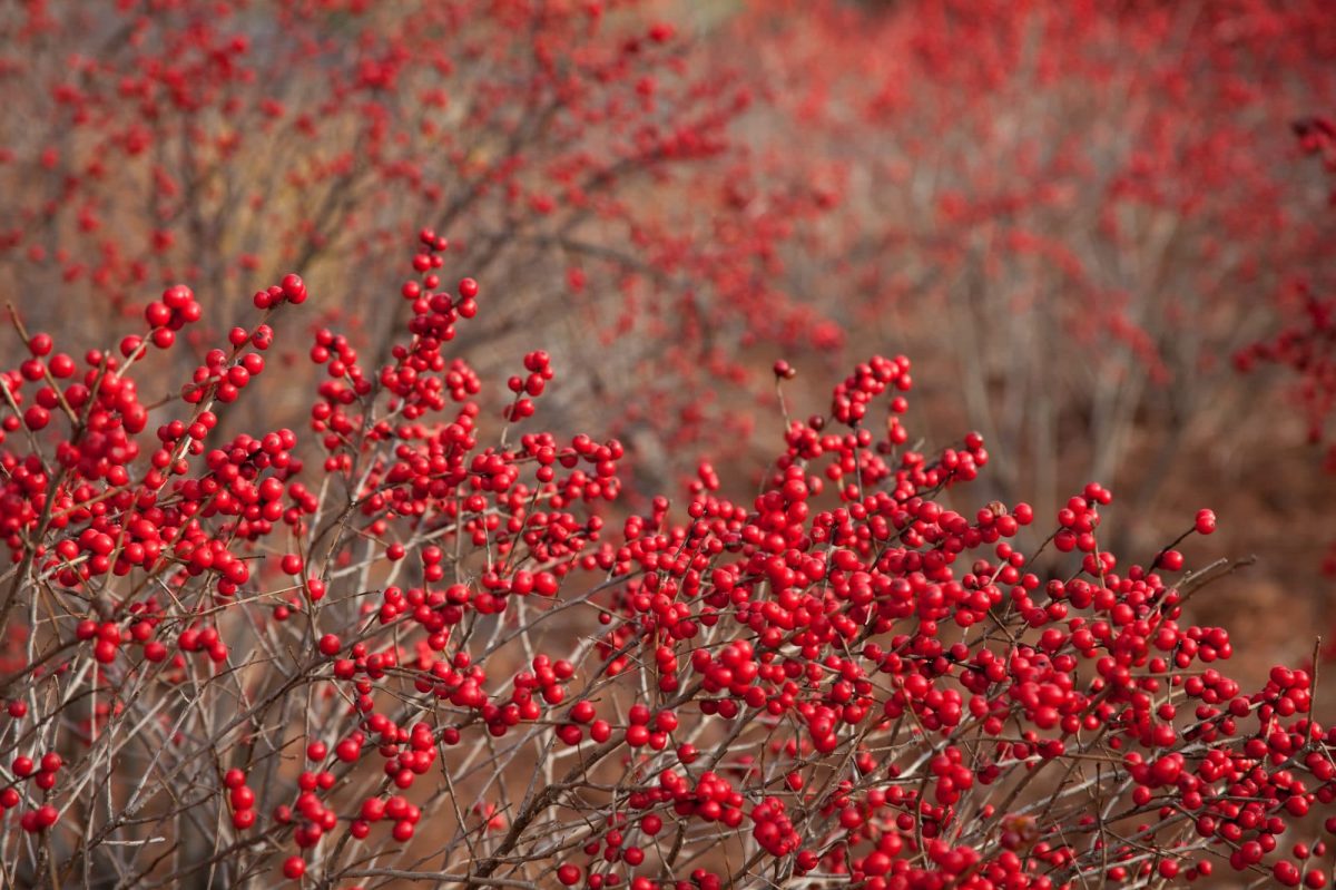 A patch of bushes with red berries provides a colorful Winter background.